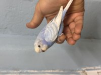 Sağlıklı konuşturmalık muhabbet kuşu bebekler