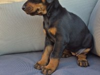 2 aylık A kalite doberman yavrular