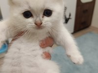Scottish straight ve scottish fold yavrularım