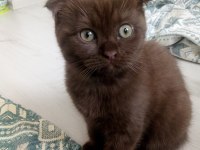 Chocolate point scottish fold