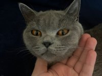 Kedimiz dumanla gümüş sahiplendirilecektir