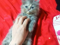 İran Yavrular Anne Altından