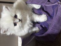 British longhair yavrular