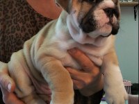 Türkiye'de En Orjinal İngiliz Bulldog Bebekler
