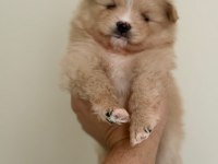 POMERİAN BOO