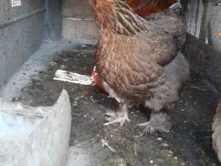 BLACK MODLED BRAHMA HOROZ