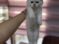 Scottish fold yeni yuvaları için hazırlar