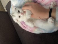 Scottish fold iki aylık