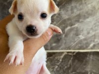 Teacup orjinal chihuahua yavrular