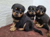 Rottweiler yavruları ırk garantilidir