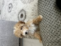 Toy poodle 5 aylık