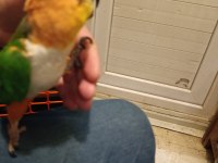 Kara kafa uysal caique