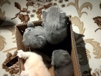 British shorthair yavrularımız yeni sahiplerini bekliyor