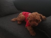 Toy poodle köpeğimiz