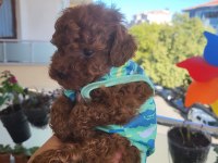 Korekan POODLE mükemmel güzellikte