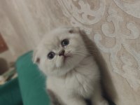 Scottish fold yavru