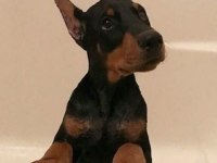 Fenasal estetikli doberman yavrular