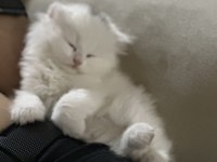 British longhair orjinal