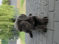 2 AYLIK ERKEK CANE CORSO KÖPEKLER SİYAH DİŞİLER BLUE
