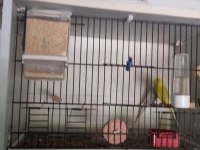 Cennet, Sevda, Muhabbet, Kanarya, Goldenfinch,Kayseri Merkez