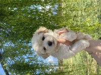 maltipoo bebekler