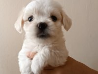 Maltese terrier dişi yavrumuz