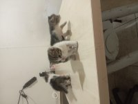 Yavru anneleri 2 ay boyunca emzirdi 4 adet yavru kedi