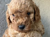 1 dişi ve 1 erkek son kalan garantili toy poodle yavrular