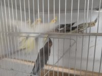 2 Aylık Yavru Sultan Papağanı Bebekler
