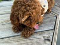 Minyatür toy Poodle yavru