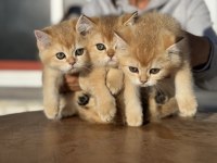 En güzel golden british shorthair yavrularımız