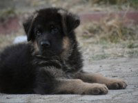 2 aylık erkek alman kurdu yeni ailesini arıyor