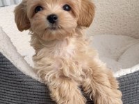 Maltipoo Yavrularımız Bardak Boy
