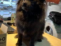 Yavru Dişi Pomeranian 6,5 Aylık
