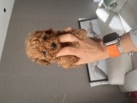 Antalya ev doğumlu erkek poodle yavrular