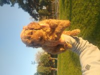 Poodle ayarında erkek maltipoolar, ruhsatlı çiftlik