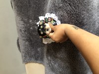 Mini boy extreme morkie kız