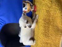 İki yaşında köpeğimiz beyaz mele