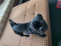 10 aylık tuvalet eğitimli siyah pug
