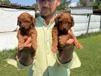 Toy poodle yavrularımız bir birinden güzel