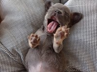 Erkek Blue And Tan İsabella Carrier French Bulldog Yavrular