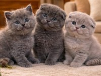 45 Günlük Scottish Fold Yavrularımız