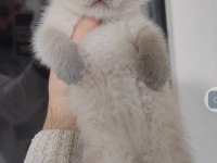 British shorthair bebekler teslime hazırdır hayırlı olsun