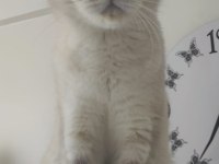 Sahiplendirme british shorthair