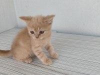 Mardin British Shorthair ve Scottish Fold