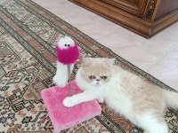 Dişi exotic shorthair
