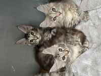 Renk güzelleri maine coon