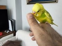 8 aylık muhabbet kuşu erkek ele alışkındır