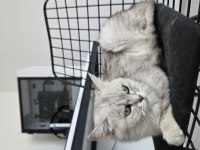 ÜCRETSİZ SAHİPLENDİRİLECEK KEDİMİZ