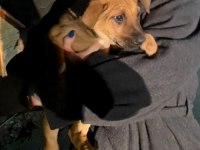 İki aylık bebek köpekler çok sağlıklı ve sevimliler